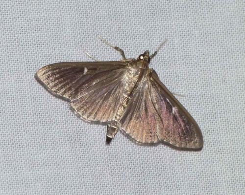 Réf. 108 157 : Cydalima perspectalis