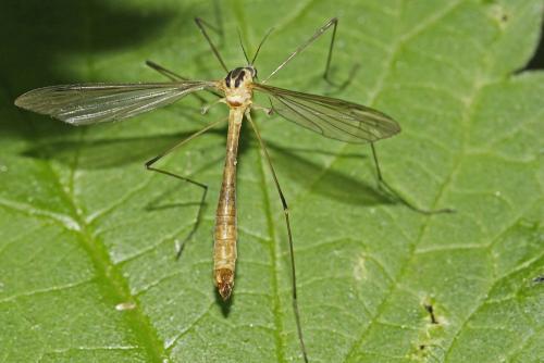 Cylindrotoma distinctissima