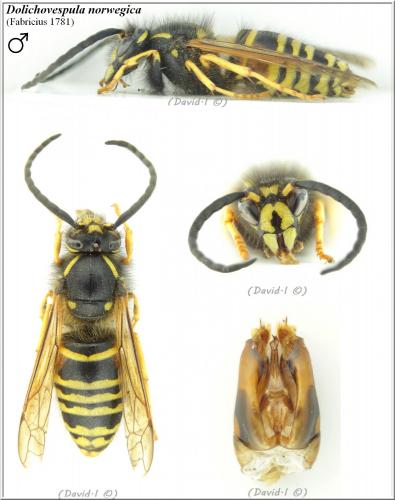 Dolichovespula norwegica