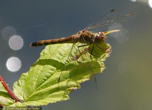 Sympetrum striolatum