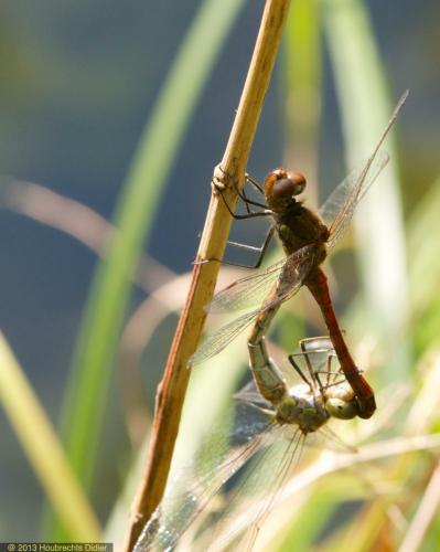 Sympetrum striolatum