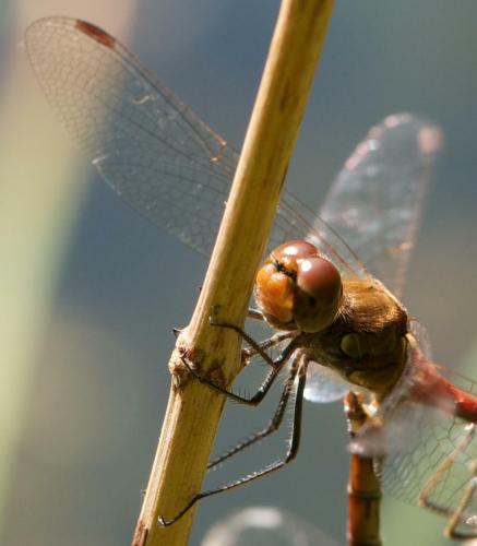 Sympetrum striolatum
