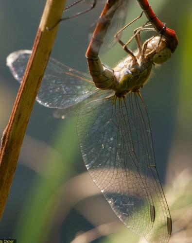 Réf. 108 502 : Sympetrum striolatum
