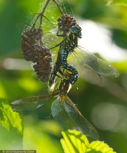 Réf. 108 340 : Brachytron pratense