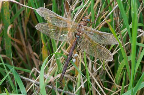 Aeshna grandis