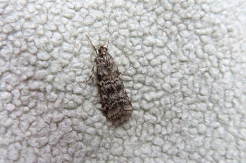 Réf. 108 866 : Dioryctria sp.