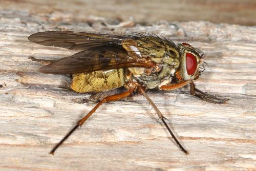 Réf. 108 727 : Phaonia valida