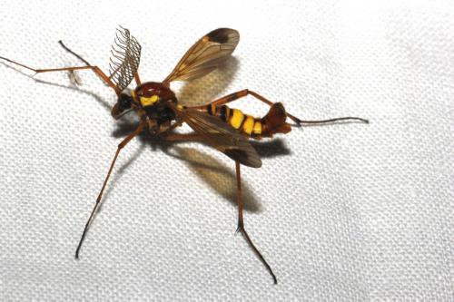 Réf. 108 124 : Ctenophora ornata