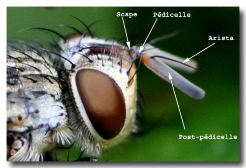 Frontina laeta