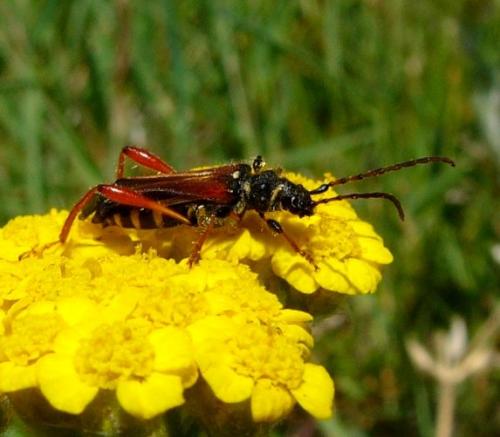 Stenopterus rufus