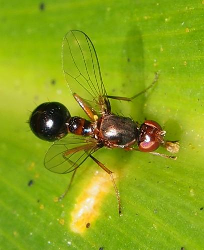 Réf. 108 437 : Brachythoracosepsis sp.
