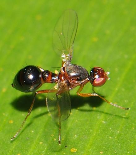 Réf. 108 438 : Brachythoracosepsis sp.