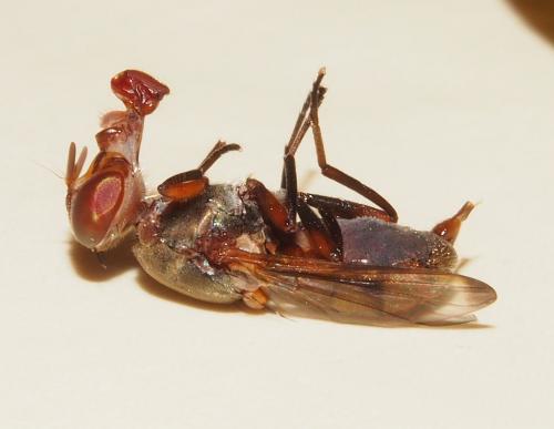Plagiostenopterina ruficeps