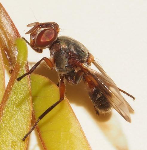 Plagiostenopterina ruficeps