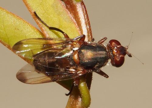 Plagiostenopterina ruficeps