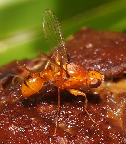 Sepsis lateralis