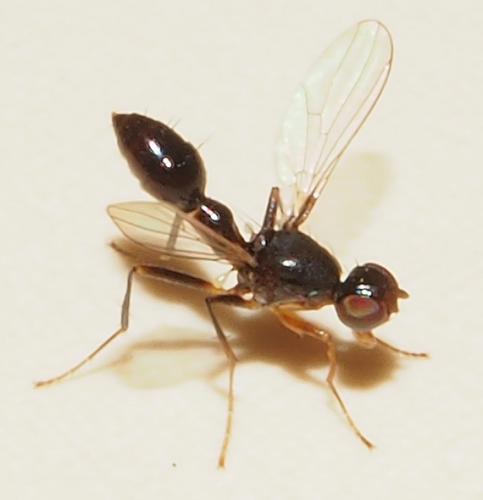 Sepsis lateralis