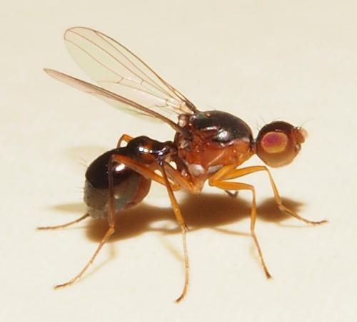 Sepsis lateralis