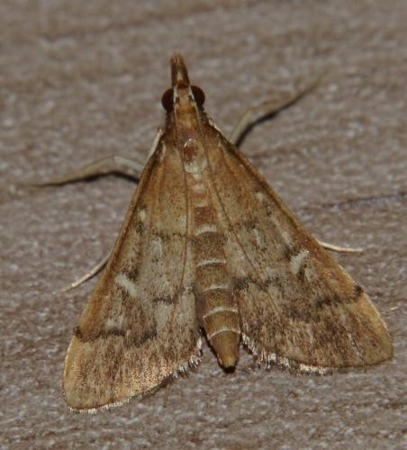 Réf. 108 580 : Dolicharthria punctalis