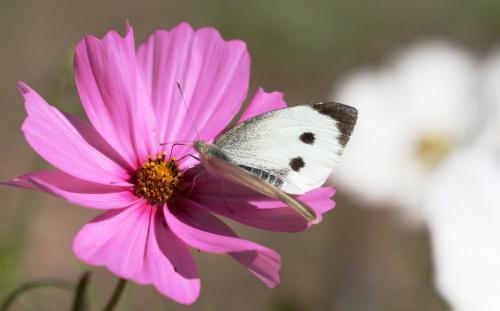 Réf. 108 019 : Pieris brassicae