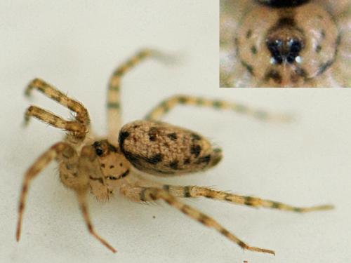 Oecobius sp.