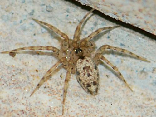 Oecobius sp.