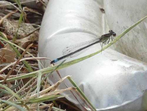 Ischnura elegans