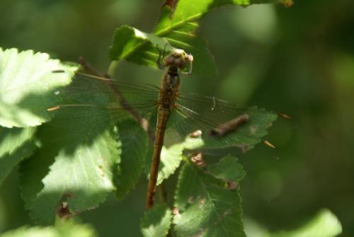 Réf. 108 088 : Sympetrum fonscolombii
