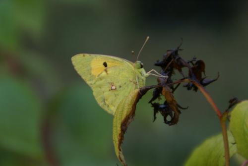 Colias croceus