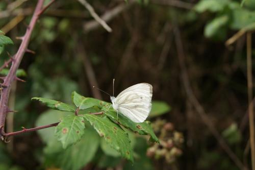 Pieris napi