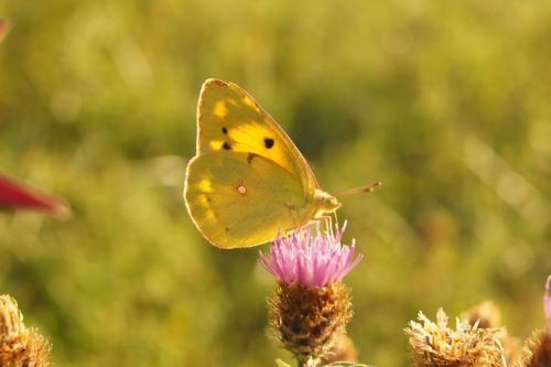 Réf. 108 007 : Colias croceus