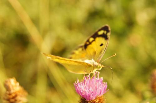Colias croceus