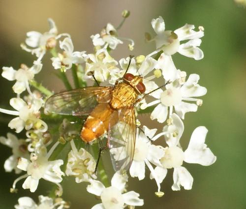 Leskia aurea