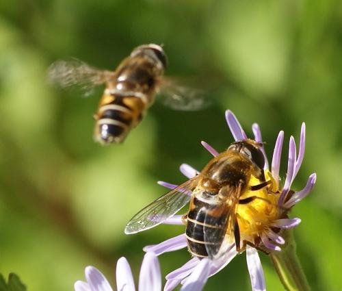 Réf. 108 714 : Eristalis nemorum