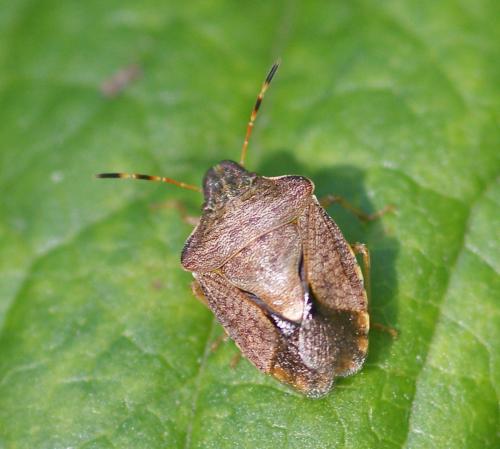 Réf. 108 526 : Peribalus strictus vernalis