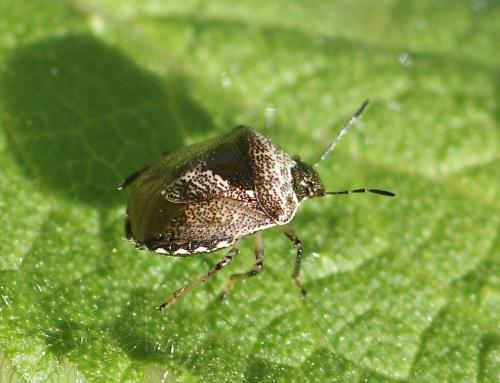 Réf. 108 448 : Stagonomus venustissimus