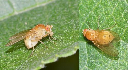 Réf. 108 656 : Sapromyza sexpunctata