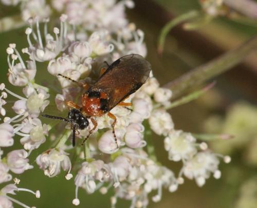 Réf. 108 619 : Athalia rosae