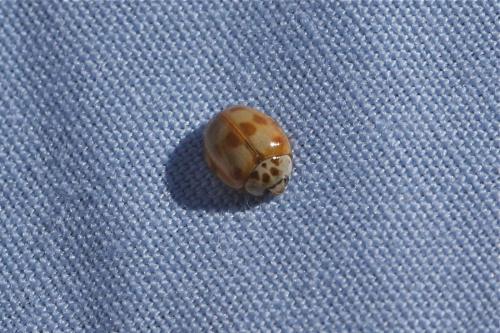 Adalia decempunctata