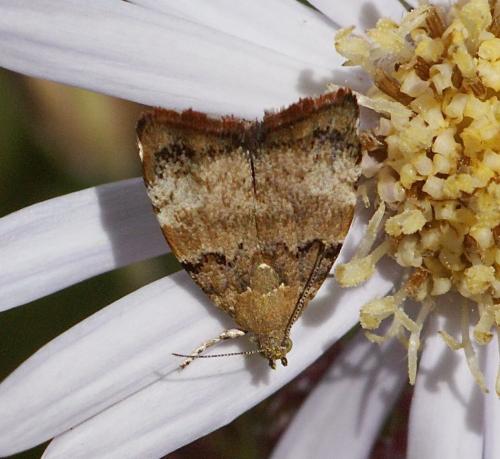 Choreutis pariana