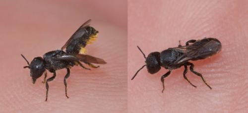 Heriades truncorum