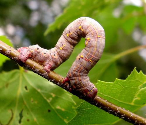 Lycia hirtaria