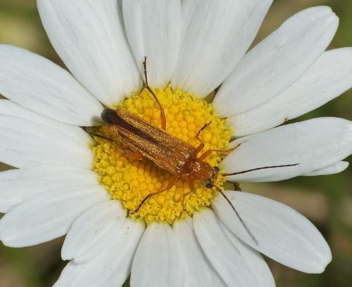 Réf. 108 132 : Oedemera podagrariae