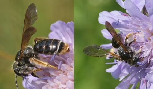 Andrena hattorfiana