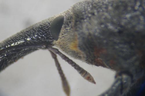 Réf. 108 703 : Lixus pulverulentus
