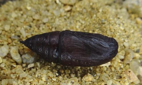 Réf. 108 282 : Lycia hirtaria
