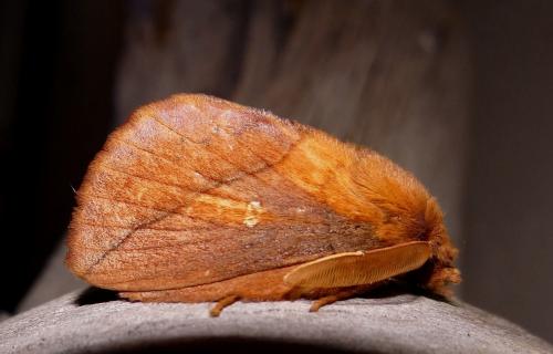 Réf. 108 200 : Euthrix potatoria
