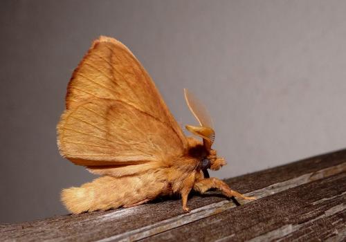 Réf. 108 188 : Euthrix potatoria