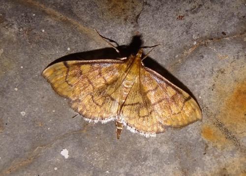 Réf. 108 334 : Anania verbascalis