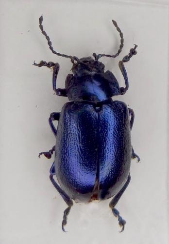 Oreina alpestris